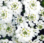 Иберис, цветы для балкона, белый