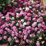Иберис, цветы для балкона, розовый