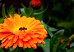 Календула (Ноготки), цветы для балкона, оранжевый