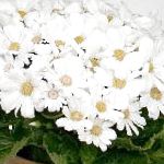 Крестовник однолетний (Цинерария), цветы для балкона, белый