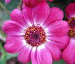 Крестовник однолетний (Цинерария), цветы для балкона, розовый