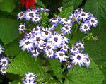 Крестовник однолетний (Цинерария), цветы для балкона, голубой