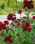 Лакфиоль (Хейрантус), цветы для балкона, красный
