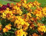 Лакфиоль (Хейрантус), цветы для балкона, оранжевый