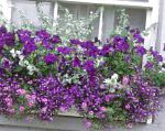Лобелия однолетняя, цветы для балкона, фиолетовый