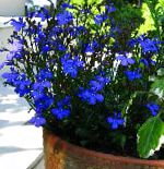 Лобелия однолетняя, цветы для балкона, синий