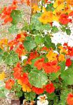 Настурция, цветы для балкона, оранжевый