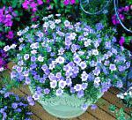 Нирембергия, цветы для балкона, голубой