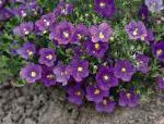 Нирембергия, цветы для балкона, фиолетовый