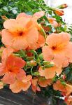 Петунья, цветы для балкона, оранжевый