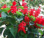 Сальвия блестящая (сверкающая), цветы для балкона, красный