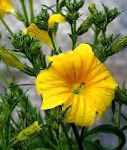 Сальпиглоссис, цветы для балкона, желтый