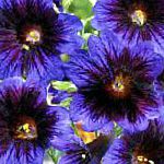 Сальпиглоссис, цветы для балкона, синий