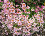 Схизантус (Шизантус), цветы для балкона, розовый