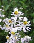 Схизантус (Шизантус), цветы для балкона, белый