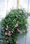 Азарина (Маурандия), цветы для балкона, розовый