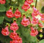 Азарина (Маурандия), цветы для балкона, красный