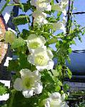 Азарина (Маурандия), цветы для балкона, белый
