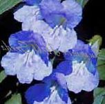 Азарина (Маурандия), цветы для балкона, голубой