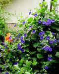 Тунбергия, цветы для балкона, синий