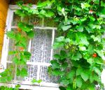 Фасоль (Турецкие бобы), цветы для балкона