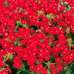 Флокс Друммонда, цветы для балкона, красный