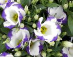 Эустома (Лизиантус), цветы для балкона, белый