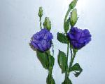 Эустома (Лизиантус), цветы для балкона, синий