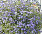 Анагаллис, цветы для балкона, синий