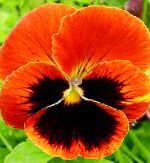 Фиалка Витрокка (Анютины глазки), цветы для балкона, оранжевый