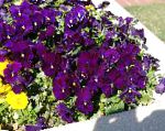 Фиалка Витрокка (Анютины глазки), цветы для балкона, фиолетовый