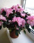 Азалия (Рододендрон), цветы для балкона, розовый