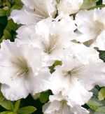 Азалия (Рододендрон), цветы для балкона, белый