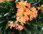 Кливия, цветы для балкона, оранжевый