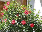 Гибискус (китайская роза), цветы для балкона, красный