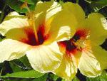 Гибискус (китайская роза), цветы для балкона, желтый