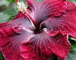 Гибискус (китайская роза), цветы для балкона, бордовый