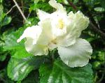 Гибискус (китайская роза), цветы для балкона, белый