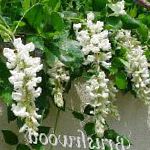 Глициния (Вистерия), цветы для балкона, белый