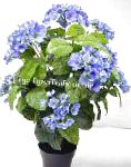 Гортензия (Гидрангея), цветы для балкона, голубой