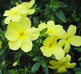 Жасмин, цветы для балкона, желтый