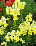 Антирринум (Львиный зев), цветы для балкона, желтый