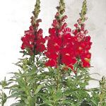 Антирринум (Львиный зев), цветы для балкона, красный