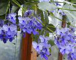 Клеродендрум , цветы для балкона, голубой