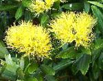 Метросидерос , цветы для балкона, желтый