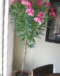 Олеандр, цветы для балкона, розовый