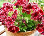 Пеларгония (Герань) , цветы для балкона, бордовый