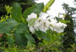 Экзохорда (Струноплодник), цветы-кустарники