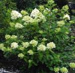 Гортензия метельчатая, цветы-кустарники, зеленый