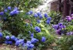 Гортензия садовая, цветы-кустарники, синий